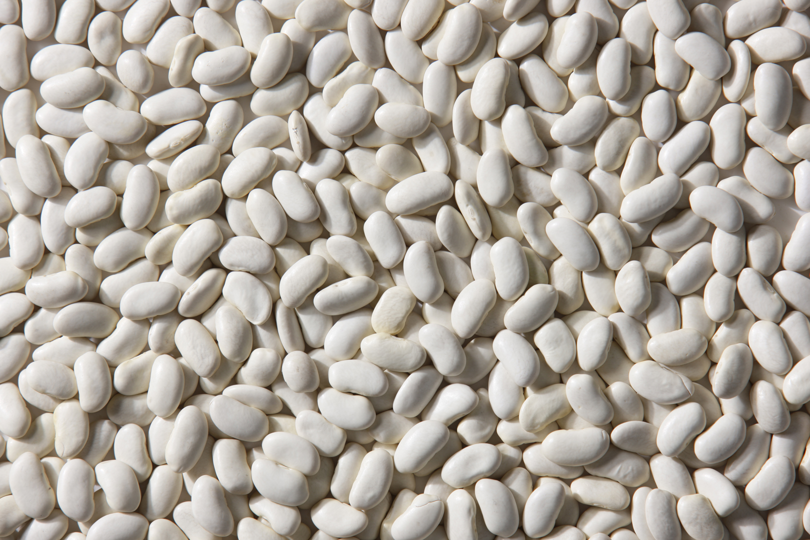 Great Northern Beans