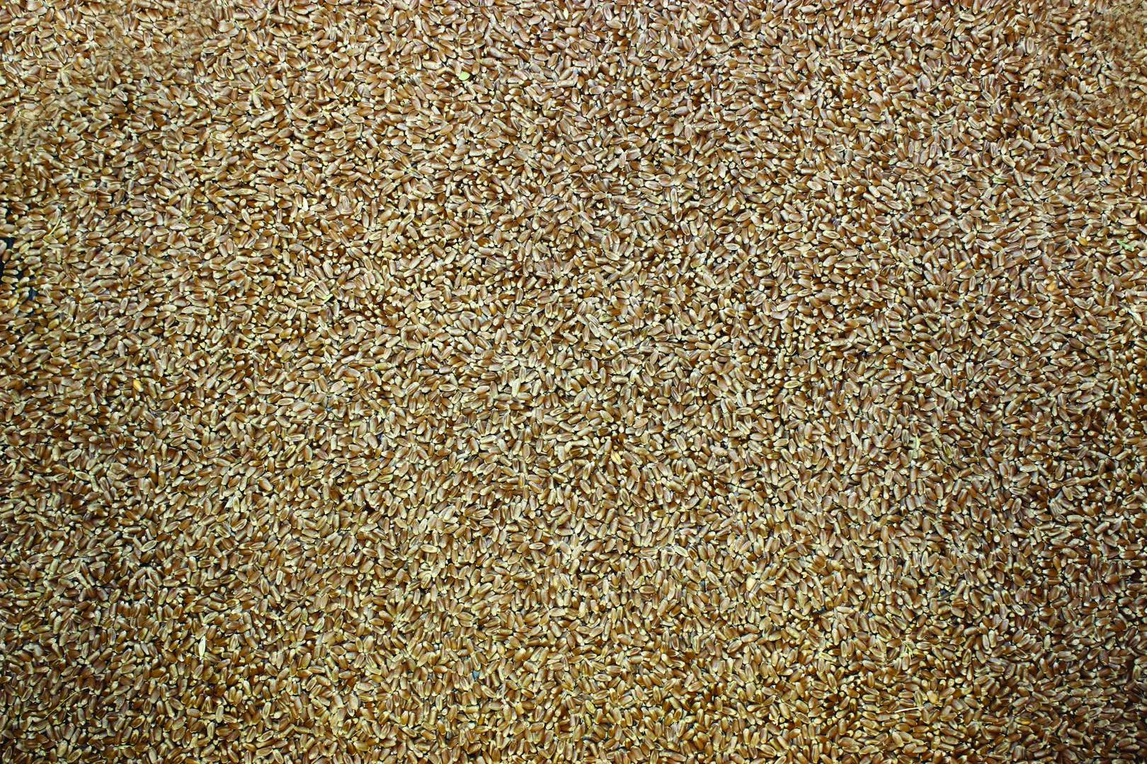 Hard Red Spring Wheat