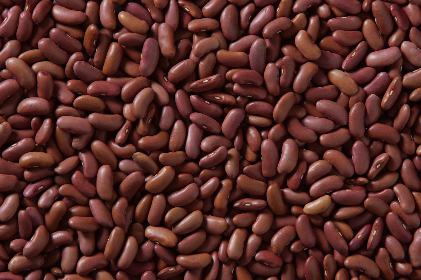 Light Red Kidney Beans