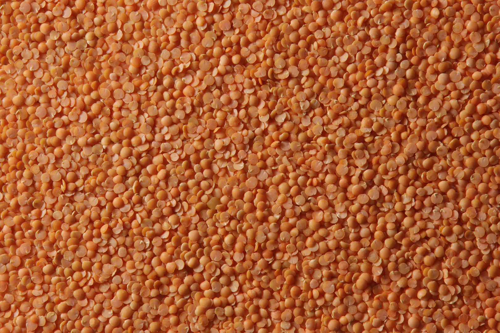 Red Split Lentils