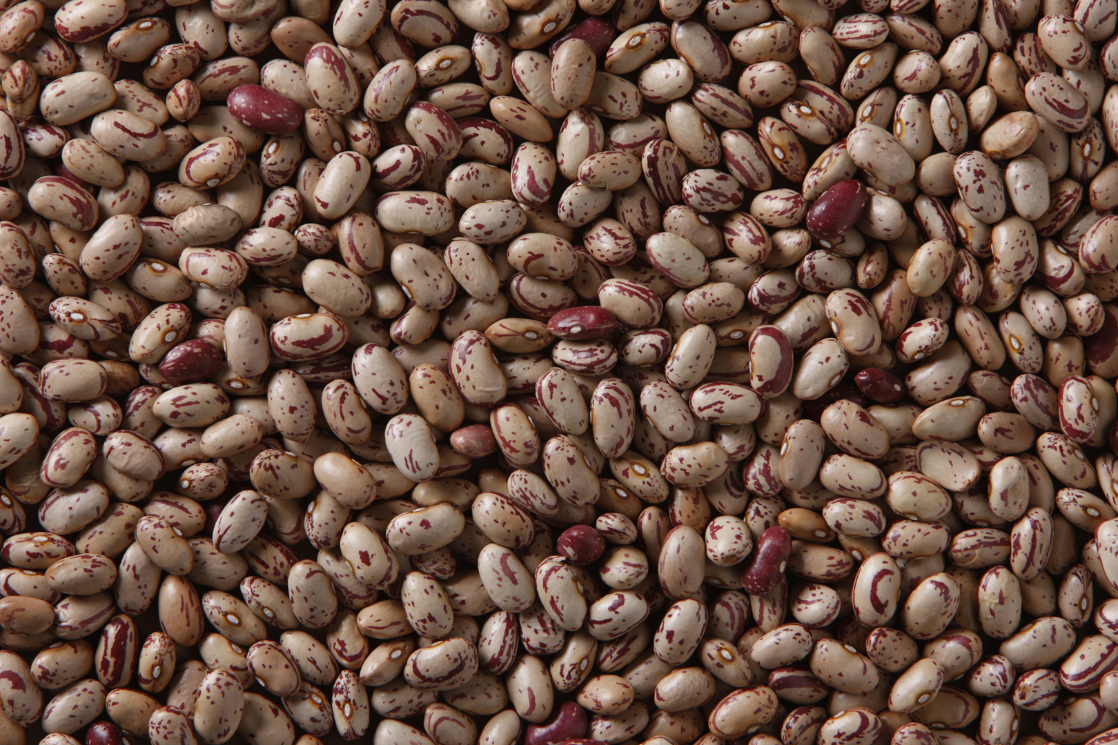 Cranberry (Romano) Beans